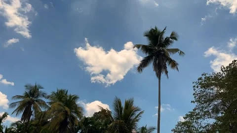 Time-lapse video of evening sky with clouds and coconut trees Stock Footage 275442804