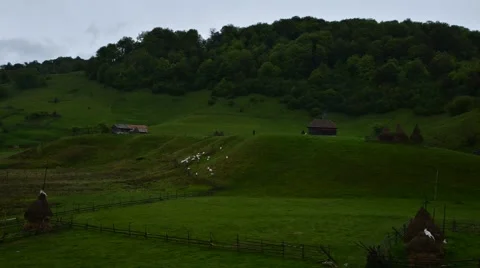 Time-lapse video with a flock of sheep on a meadow in a mountain rural landscape Stock Footage 64183308