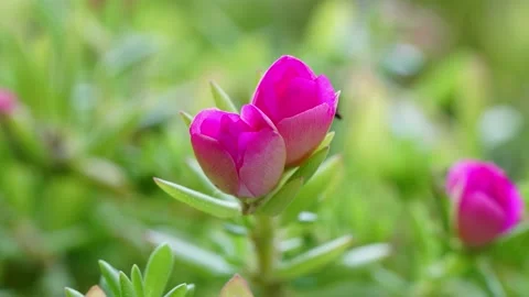 Time lapse video of flower fold after get light Stock Footage 167157403