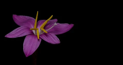 Time-lapse video of flowers in bloom. Stock-Footage 186930215