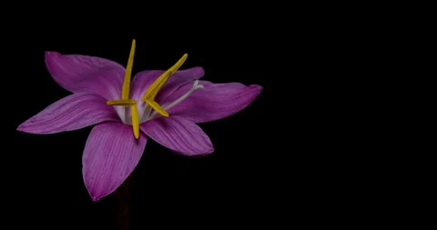 Time-lapse video of flowers in bloom. Video stock 197106189