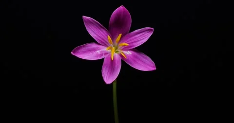 Time-lapse video of flowers in bloom. Stock-Footage 201230649