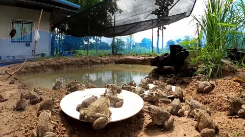Time lapse video of a frog eating food. Stock Footage 252485017