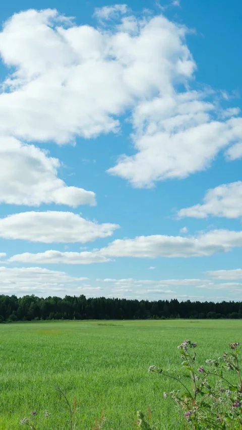 Time lapse video of green field with forest and white clouds on blue sky Stock Footage 279377134