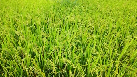 Time-lapse video of green paddy field Stock Footage 288326121