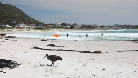 Time Lapse video of Hadada Ibis foraging for a meal on a white sand Cape Town Stock Footage 119545599