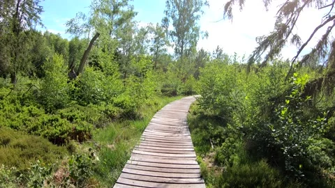 Time lapse video of hiking through a hill moor in a beautiful forest Stock Footage 133144559