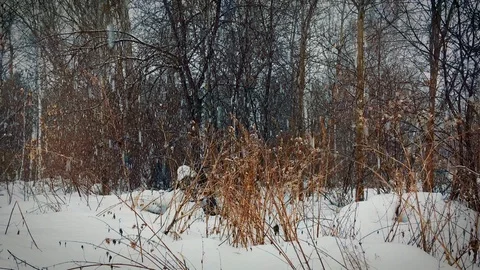 Time lapse video of impassable cold Siberian forest 스톡 동영상 124529540