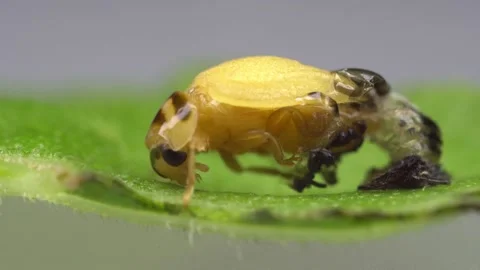 Time lapse video of lady bug emerges from chrysalis Stock Footage 167157538