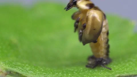 Time lapse video of lady bug emerges from chrysalis Stock Footage 167158936
