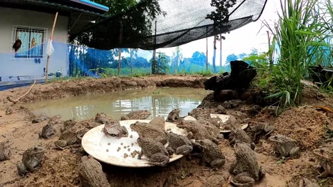 Time Lapse Video Many frogs are eating food at the edge of the pond. Stock Footage 249973755