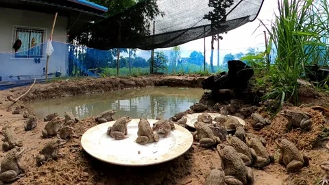 Time Lapse Video Many frogs are eating food at the edge of the pond. Stock Footage 249973759
