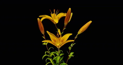 Time lapse video opening of a yellow lily flower isolated on black background. Stock Footage 120326402