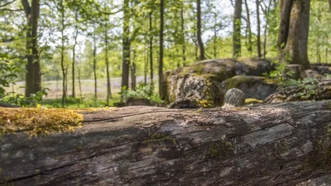 Time lapse video over fallen oak trunks, Helsinki, Finland Stock Footage 113521391