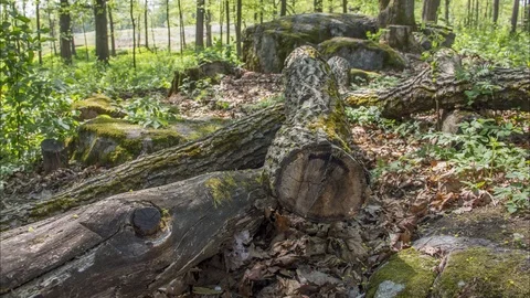 Time lapse video over fallen oak trunks, Helsinki, Finland Stock Footage 113521418