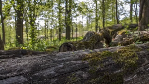 Time lapse video over fallen oak trunks, Helsinki, Finland Stock Footage 113521419