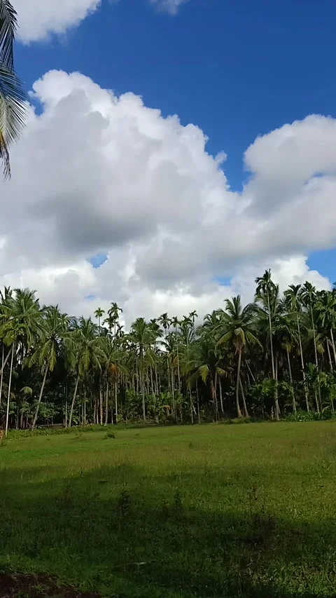 Time lapse video from paddy field Stock Footage 162969072