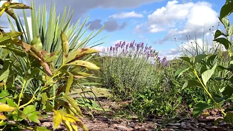 Time-lapse video in the park Stock Footage 317578753
