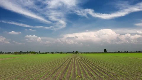 Time lapse video of partly cloudy blue - Agriculture Scene and Daylight Farming Stock Footage 339488961