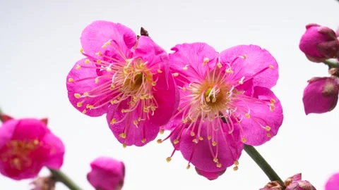 Time-lapse video of pink plum blossoms in bloom. Stock Footage 285103514