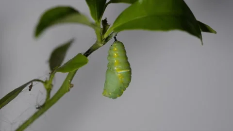 Time lapse video of plain tiger buterfly going to larva on tree Stock-Footage 150380097