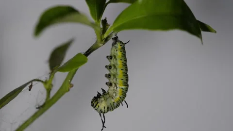 Time lapse video of plain tiger buterfly going to larva on tree Stock Footage 150381735