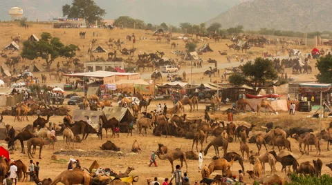 Time Lapse video of  Pushkar Camel Fair, Stock Footage 61364014