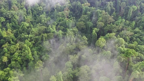 Time lapse video of rainforest Video stock 120545967