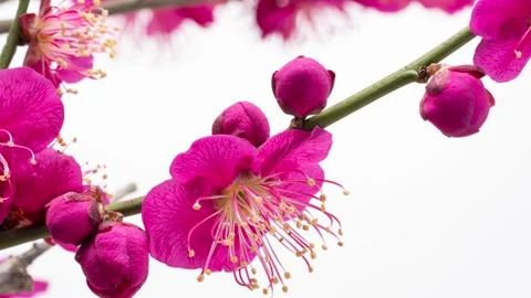 A time-lapse video of red plum blossoms opening. Stock Footage 321035850