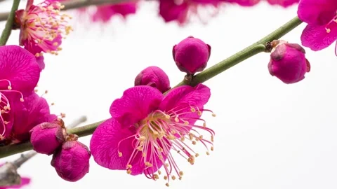 A time-lapse video of red plum blossoms opening. Stock Footage 322203339