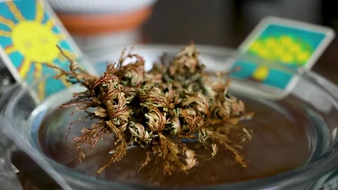 Time Lapse video of Rose of Jericho opening Stock Footage 273744152