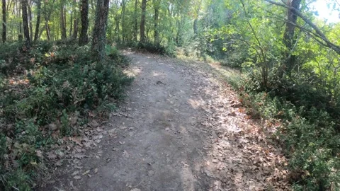 Time-lapse video shot while walking through the forest ends with look down Stock Footage