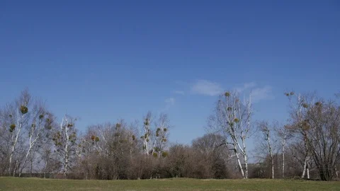 Time lapse video of sky with cloud and trees without leaves. Edited sequence Stock Footage 107228910