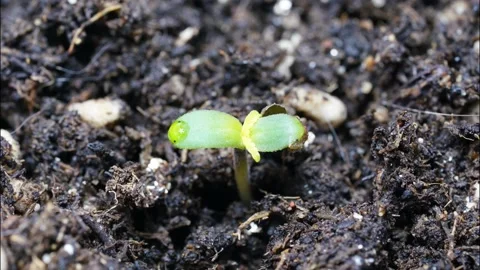 Time lapse video of small cannabis tree growing up after get light Stock-Footage 169300894