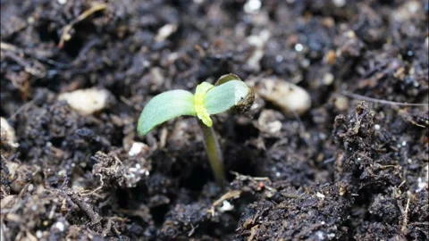 Time lapse video of small cannabis tree growing up after get light Stock Footage 169301034