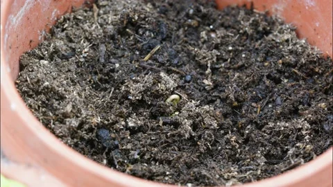 Time lapse video of small cannabis tree growing from soil after get light Stock Footage 171285976