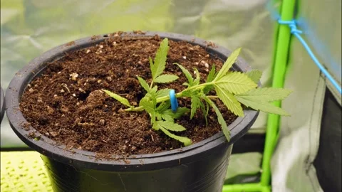 Time lapse video of small cannabis tree growing up after get light Stock Footage 171287972