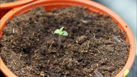 Time lapse video of small cannabis tree growing up after get light Stock Footage 194944091