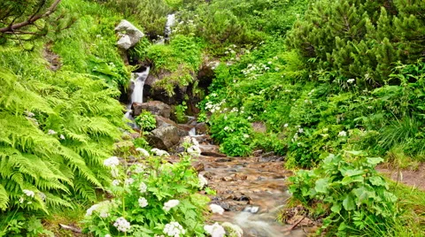 Time-lapse video of stream running over rocks in mountain forest Stock Footage 67562438