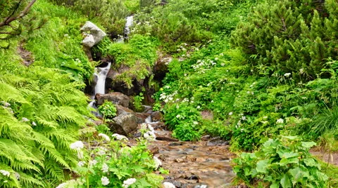 Time-lapse video of stream running over rocks in mountain forest Video stock 67565425