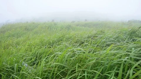 Time lapse video of Suan Ya Luang, Nan Province North of Thailand with moving Stock Footage 83912934