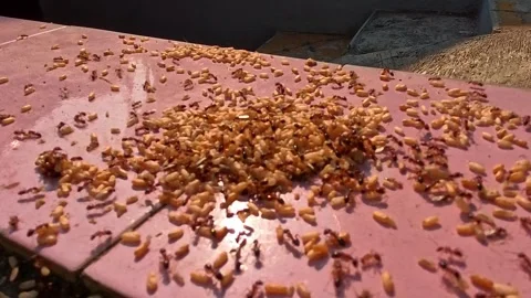 Time Lapse Video of Sunlight glints off scattered ant larvae Stock Footage 344953256