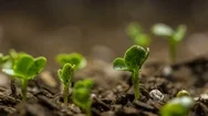 Time Lapse Video Vegetable Seed Growing Macro Stock Footage