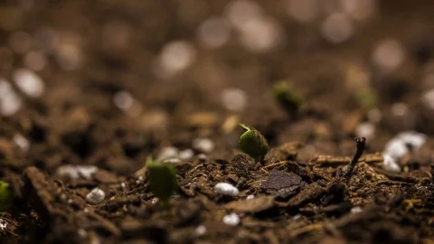 Time Lapse Video of Vegetables Growing from Seed Видео 71110547