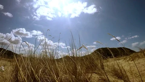 Time lapse video of wheat field expressing tranquility Stock Footage 82189703
