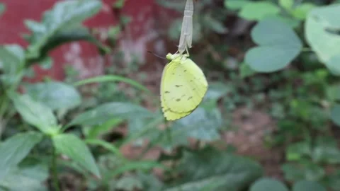Time lapse video of a yellow grass butterfly emerged from the cocoon Video stock 206141031