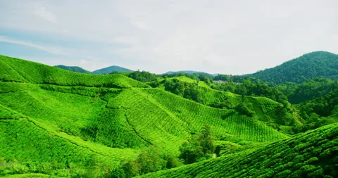 Time Lapse View Of The BOH Tea Plantation In The Cameron Highlands, Malaysia Stock Footage 151114120
