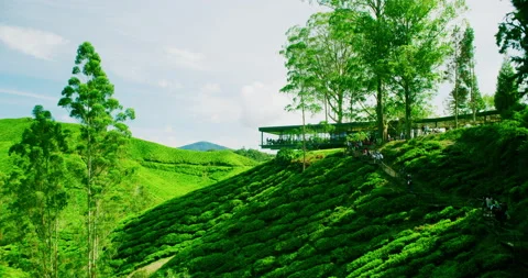 Time Lapse View Of The BOH Tea Plantation In The Cameron Highlands, Malaysia Stock Footage 151114482