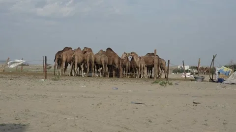 Time lapse view of a camel farm in the desert Stock Footage 263277520