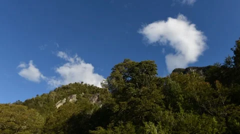 Time lapse view of clouds in blue sky above treetops Stock Footage 63306666